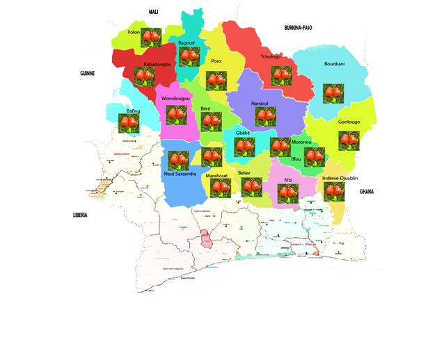 LES ZONES DE PRODUCTION DE LA NOIX DE CAJOU